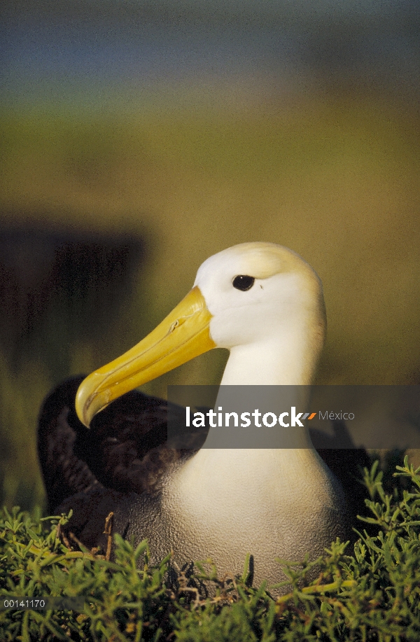 Agitaban Albatros de (Galápagos Phoebastria irrorata) adulto en la colonia de anidación, Punta Ceval