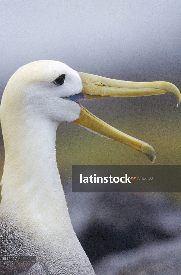 Agitaban Albatros de (Galápagos Phoebastria irrorata) adulto en la colonia de anidación, Punta Ceval