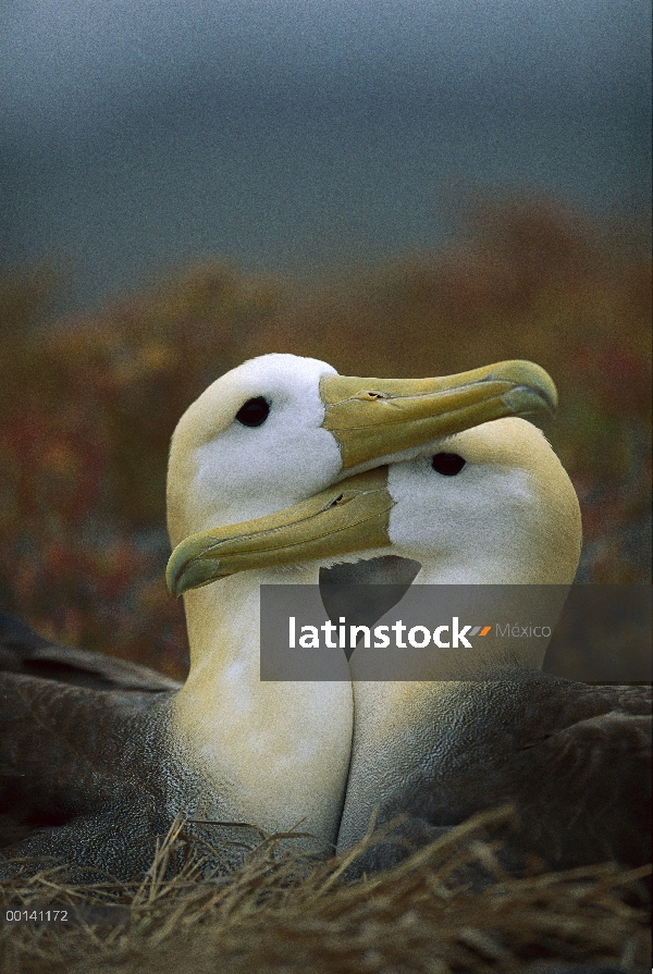 Agitaban Albatros (Phoebastria irrorata) par Unión, Punta Cevallos, isla española, Galápagos, Ecuado