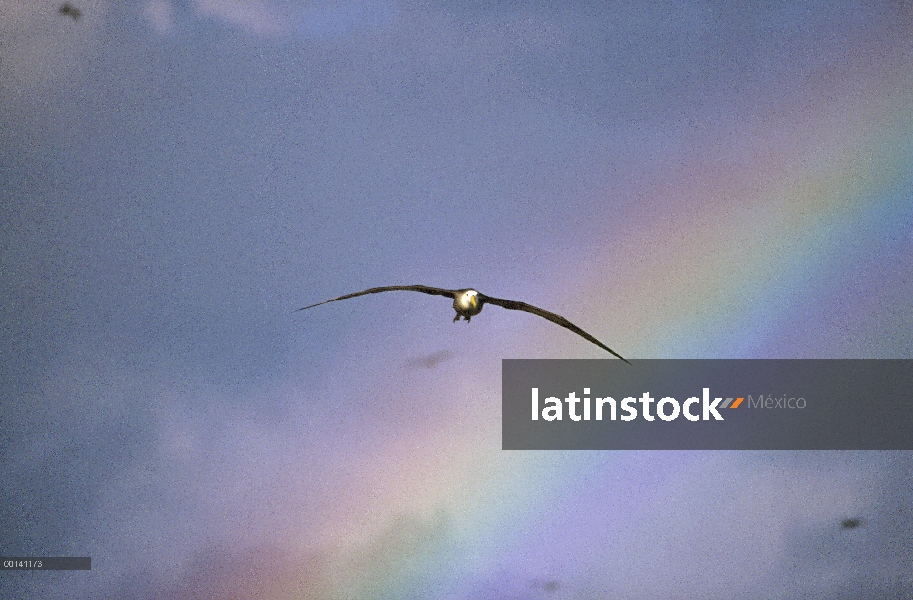 Agitaban Albatros de (Galápagos Phoebastria irrorata) regresan de zonas de alimentación de la corrie