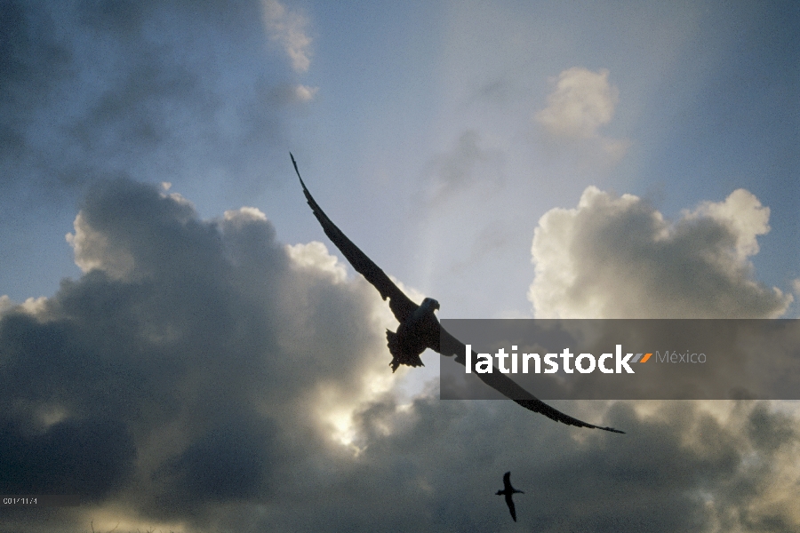 Agitaban Albatros de (Galápagos Phoebastria irrorata) volando sobre Colonia de anidación, Punta Ceva