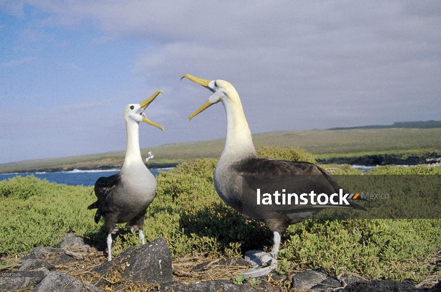 Saludó par de albatros de (Galápagos Phoebastria irrorata) comunicación, Punta Cevallos, isla españo