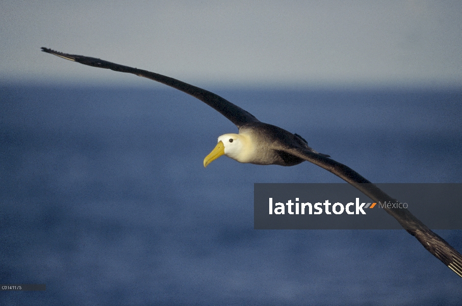 Agitaban Albatros de (Galápagos Phoebastria irrorata) regresan de zonas de alimentación de la corrie