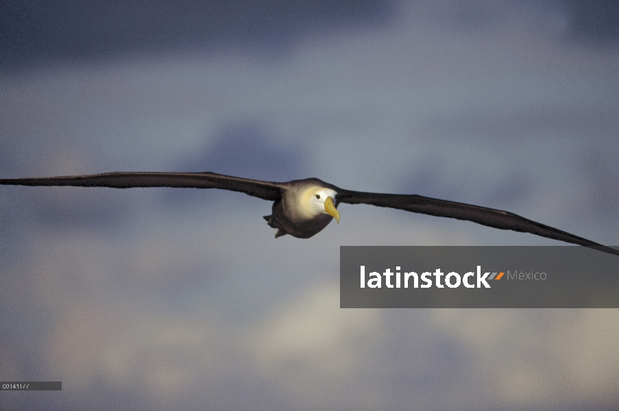 Agitaban Albatros de (Galápagos Phoebastria irrorata) regresan de zonas de alimentación de la corrie