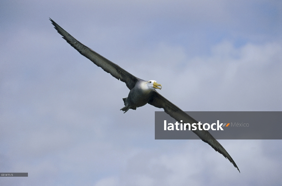 Agitaban Albatros de (Galápagos Phoebastria irrorata) regresan de zonas de alimentación de la corrie