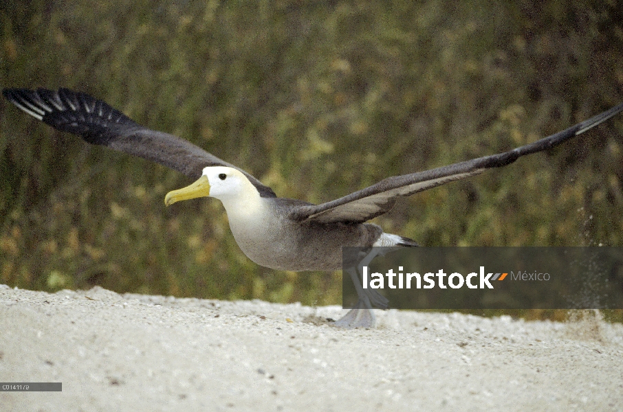 Agitaban Albatros de (Galápagos Phoebastria irrorata) con playa como pista de despegue, Punta Cevall
