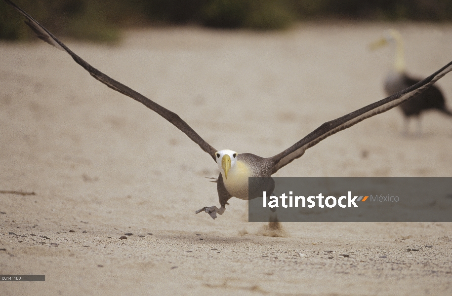 Agitaban Albatros de (Galápagos Phoebastria irrorata) con playa como pista de despegue, Punta Cevall