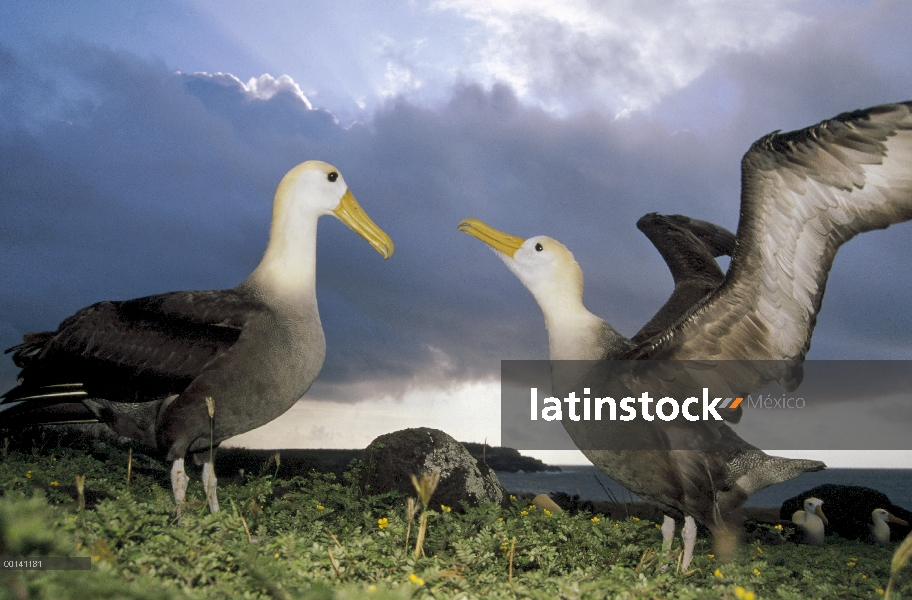 Agitó la danza de cortejo de Albatros (Phoebastria irrorata) bajo las nubes de lluvias, Punta Cevall