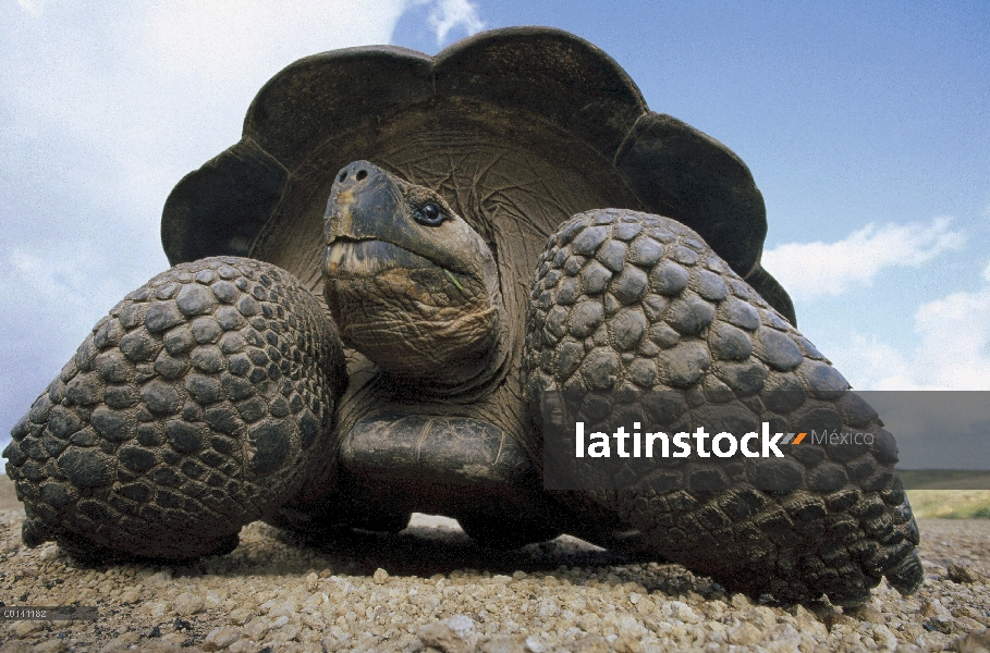 Gran macho de tortuga gigante de Galápagos (Chelonoidis nigra) en la caldera del borde, volcán Alced