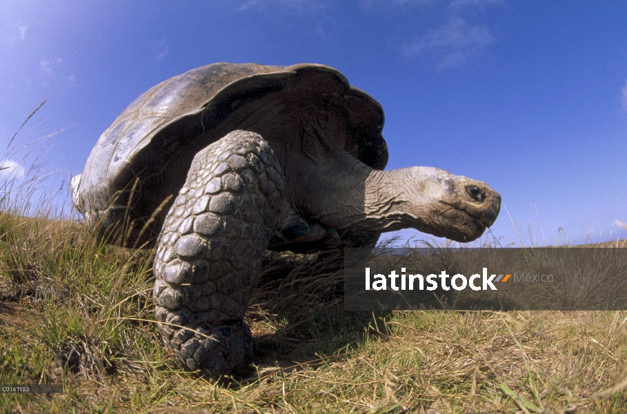 Gran macho de tortuga gigante de Galápagos (Chelonoidis nigra) en la caldera del borde, volcán Alced