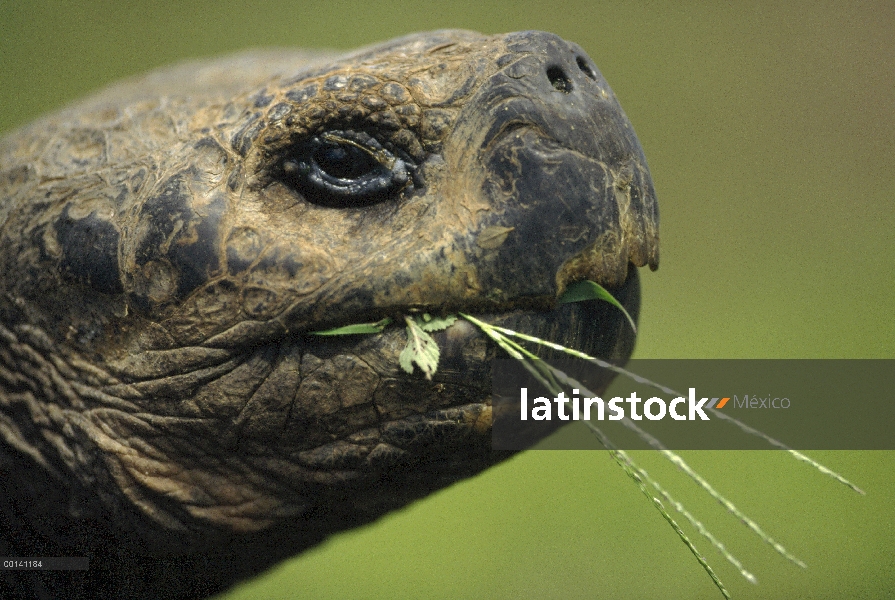 Gran macho de tortuga gigante de Galápagos (Chelonoidis nigra) alimentándose de siembra de pastos, v
