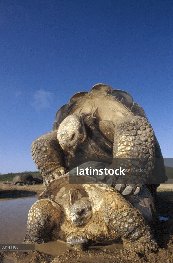 Tortuga gigante de Galápagos (Chelonoidis nigra) apareamiento durante la temporada de lluvias, volcá