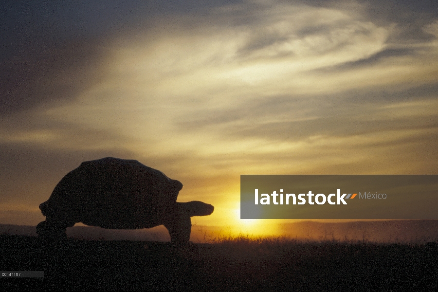 Gran macho de tortuga gigante de Galápagos (Chelonoidis nigra) al amanecer, borde de la caldera, vol