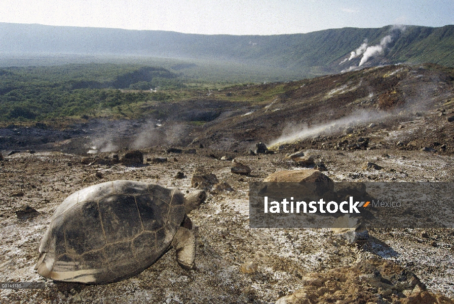 Tortuga gigante de Galápagos (Chelonoidis nigra) con fumarola de vapor los respiraderos, volcán Alce
