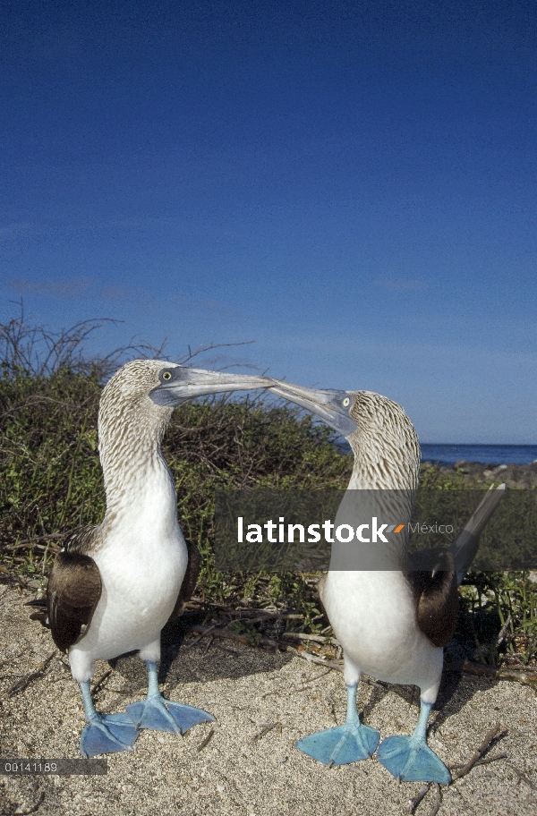 Patas par de piquero (Sula nebouxii) realizando el cortejo de la danza, Isla Seymour, Islas Galápago