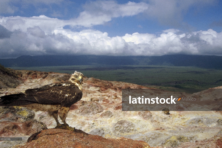 Halcón de Galápagos (Buteo galapagoensis) con vistas a fumarolas de azufre en el borde de la caldera