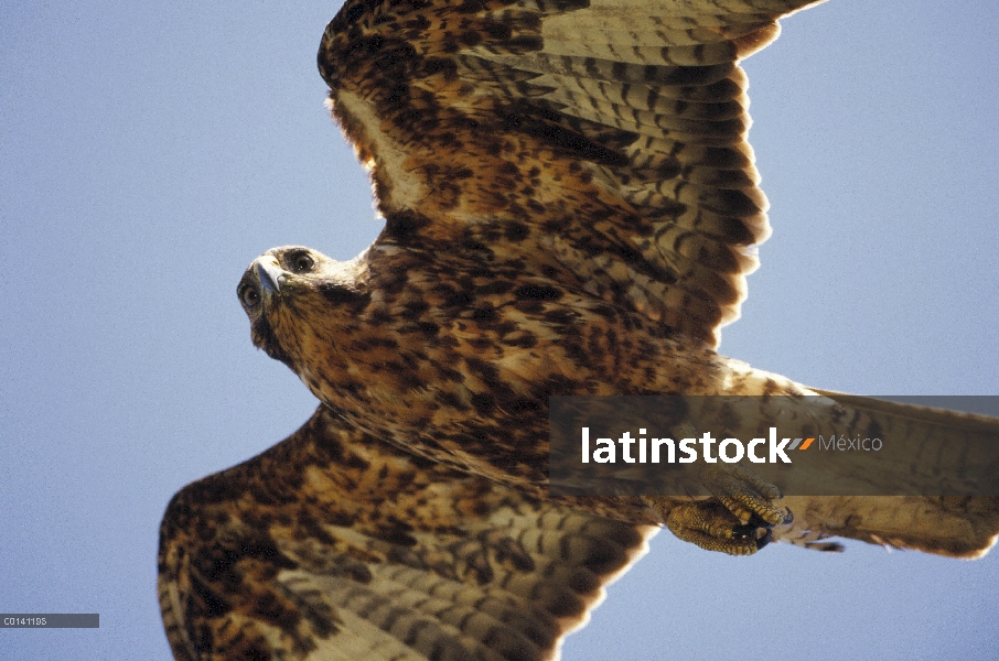 Halcón de Galápagos (Buteo galapagoensis) volando, volcán Alcedo, Isla Isabel, Galápagos, Ecuador