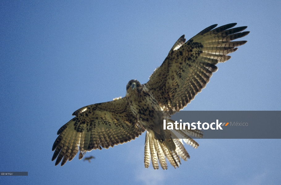 Halcón de Galápagos (Buteo galapagoensis) caza, volcán Alcedo, Isla Isabel, Islas Galápagos, Ecuador