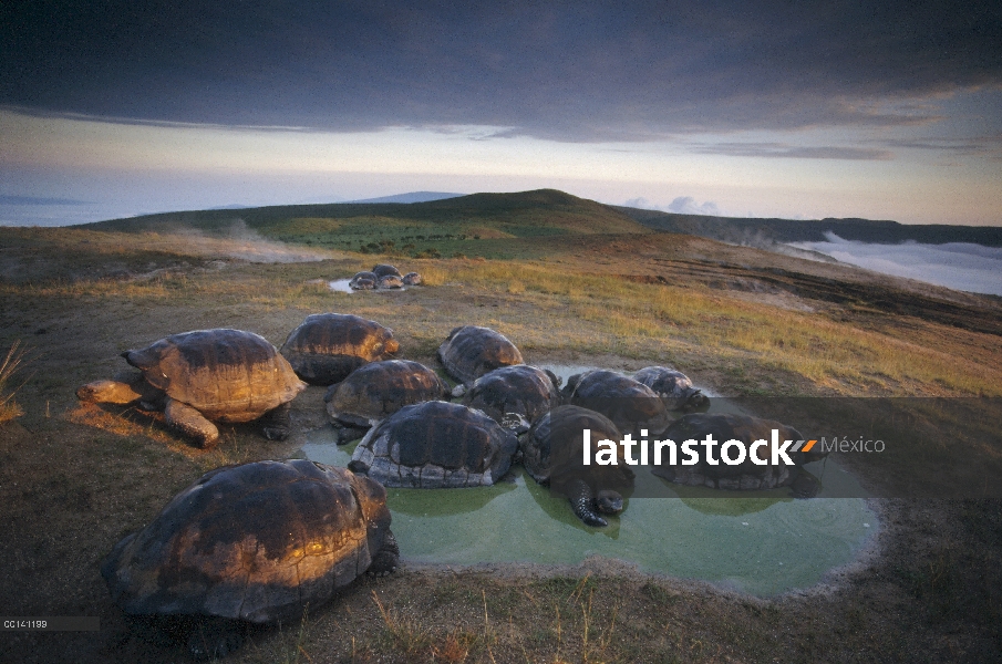 Machos grandes de tortuga gigante de Galápagos (Chelonoidis nigra) compiten por espacio en temporada