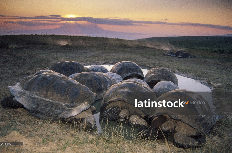 Machos grandes de tortuga gigante de Galápagos (Chelonoidis nigra) compiten por espacio en temporada