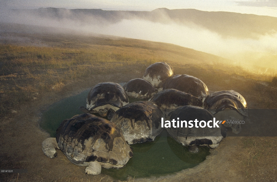 Machos grandes de tortuga gigante de Galápagos (Chelonoidis nigra) compiten por espacio en temporada