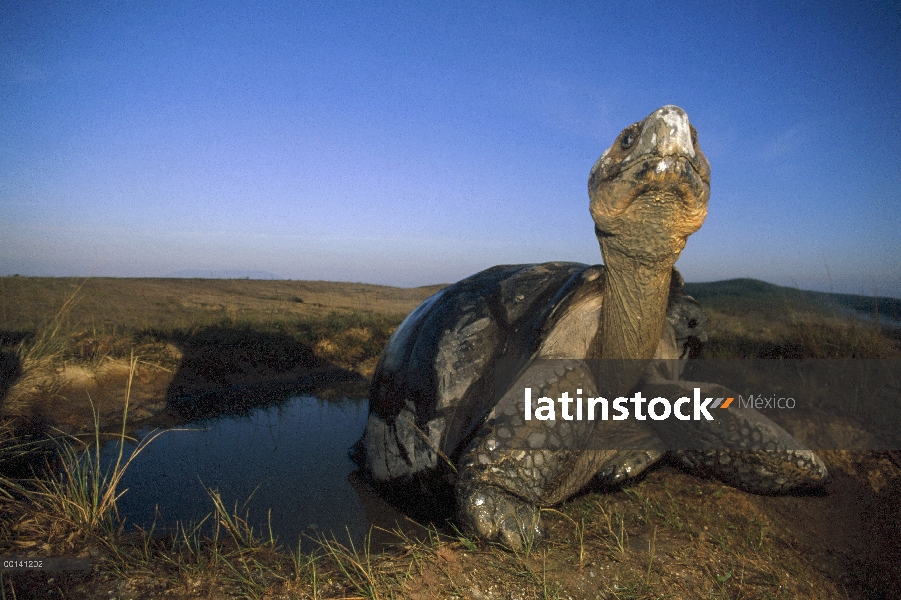 Tortuga gigante de Galápagos (Chelonoidis nigra) gran hombre revolcándose en la piscina temporal de 