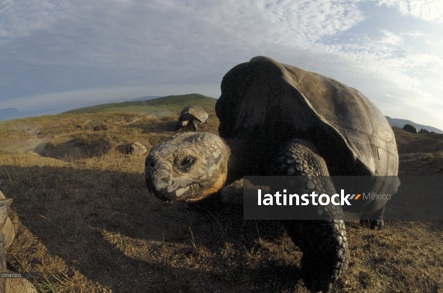 Machos grandes de tortuga gigante de Galápagos (Chelonoidis nigra) en la caldera el borde, borde de 