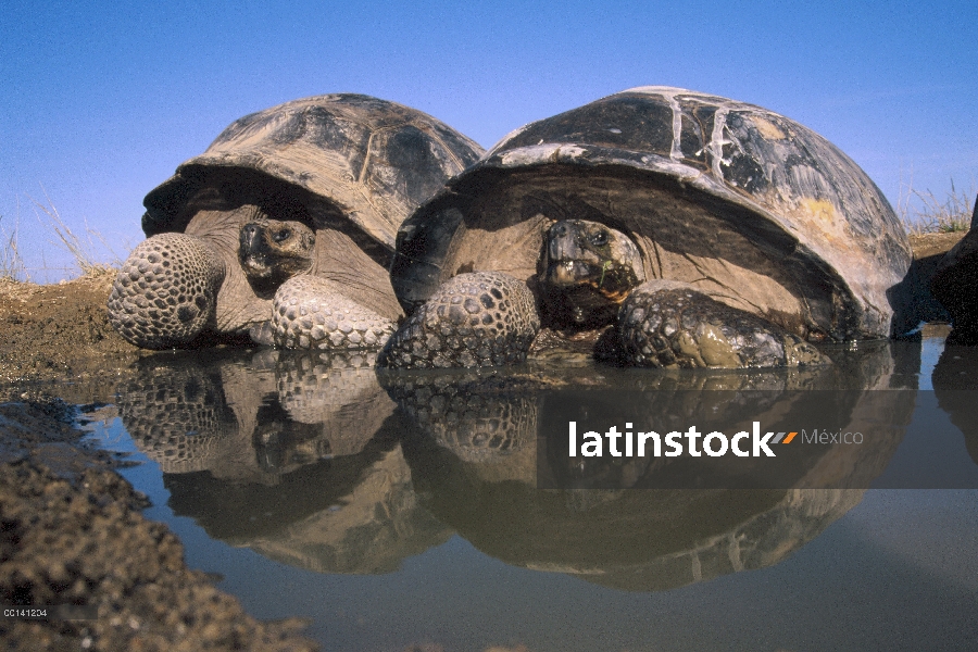 Tortuga gigante de Galápagos (Chelonoidis nigra) revolcándose en la piscina temporal de lluvias, bor