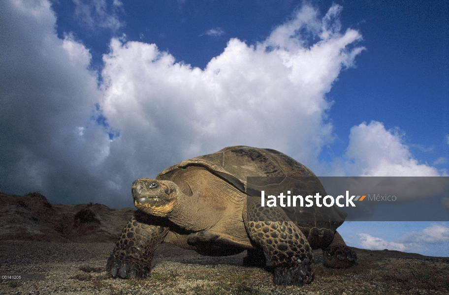 Gran macho de tortuga gigante de Galápagos (Chelonoidis nigra) en la caldera del borde, borde de la 