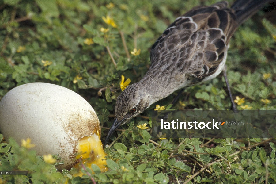 Campana de Mockingbird (Nesomimus macdonaldi) alimentándose de abandonado huevo de Albatros, Punta C