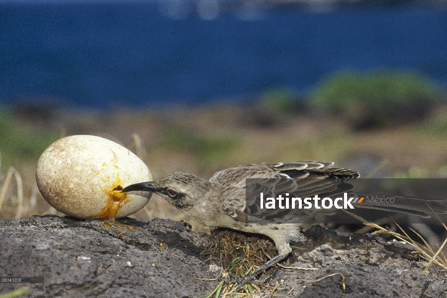 Campana de Mockingbird (Nesomimus macdonaldi) alimentándose de abandonado huevo de Albatros, Punta C