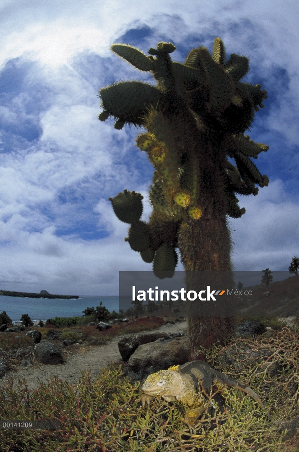 Iguana terrestre de Galápagos (Conolophus subcristatus) en Opuntia cactus, Plazas isla, Galápagos, E