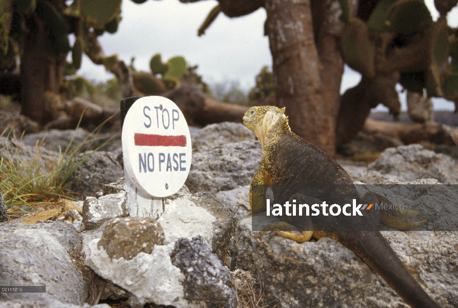 Iguana terrestre de Galápagos (Conolophus subcristatus) por señal de alto turismo, Plazas isla, Galá