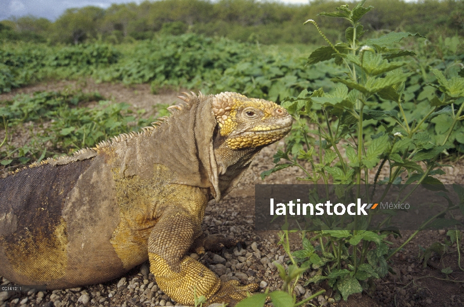 Gran macho colorido Iguana terrestre de Galápagos (Conolophus subcristatus) en el verde de la tempor