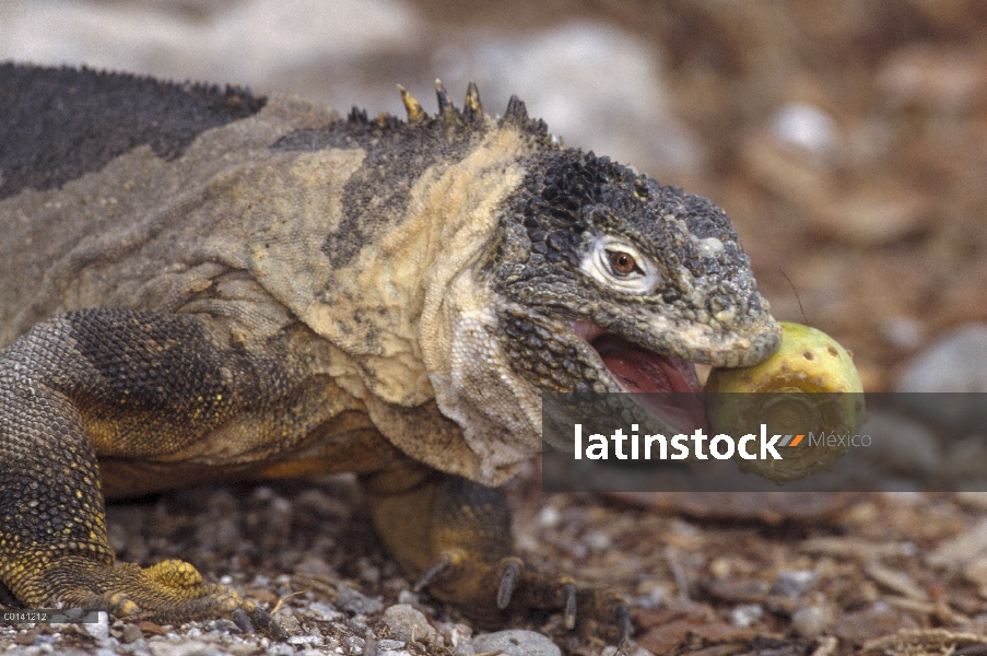 Iguana terrestre de Galápagos (Conolophus subcristatus) comer fruta madura de la cacto del Opuntia r