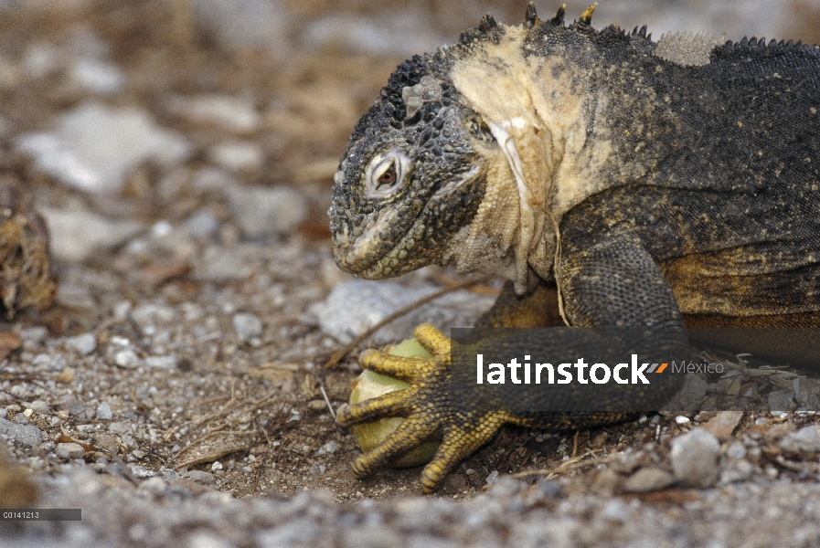 Galapagos Iguana terrestre (Conolophus subcristatus) balanceo Opuntia maduro recién caído fruto de c