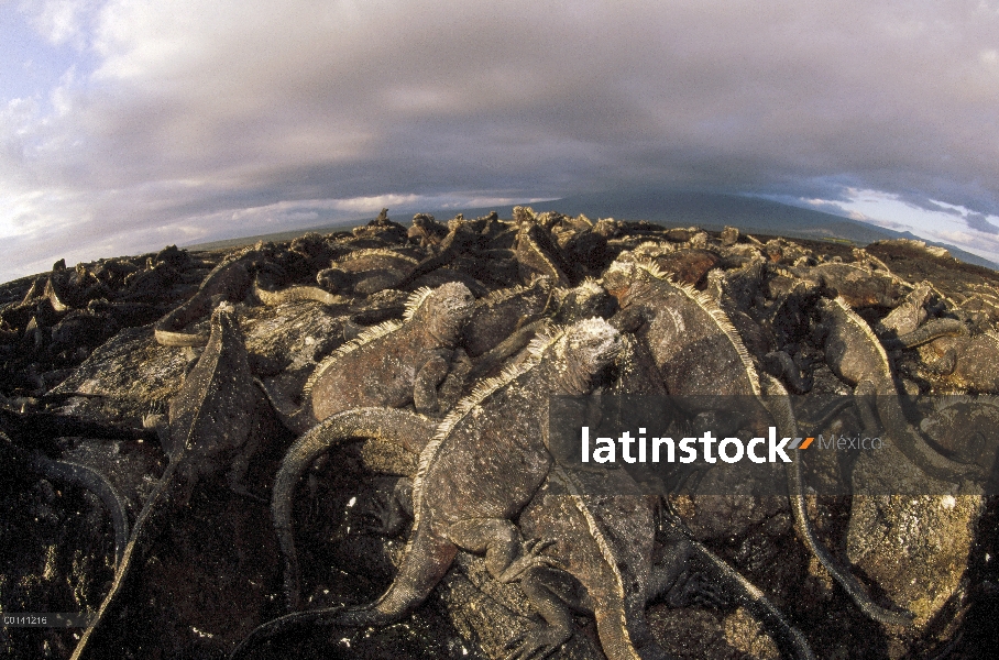 Marino Colonia densa de Iguana (Amblyrhynchus cristatus) asoleándose sobre lava, Punta Espinosa, Isl