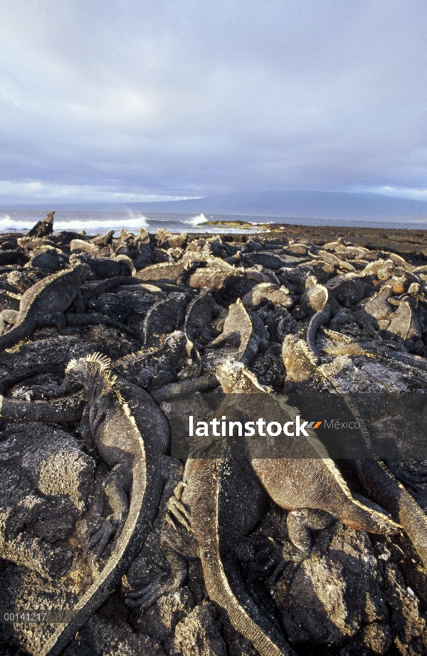 Marino Colonia densa de Iguana (Amblyrhynchus cristatus) asoleándose sobre lava, Punta Espinosa, Isl