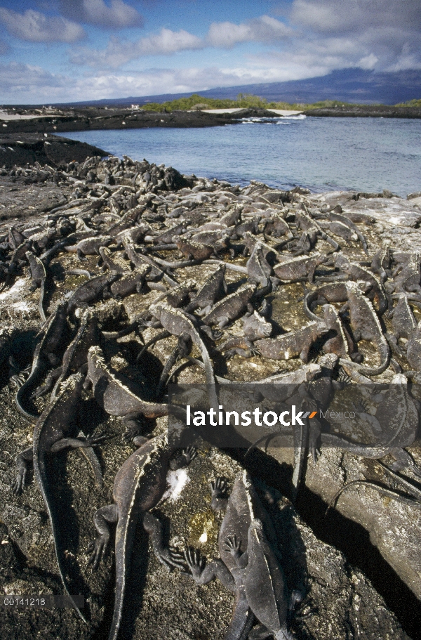 Marino Colonia densa de Iguana (Amblyrhynchus cristatus) asoleándose sobre lava, Punta Espinosa, Isl