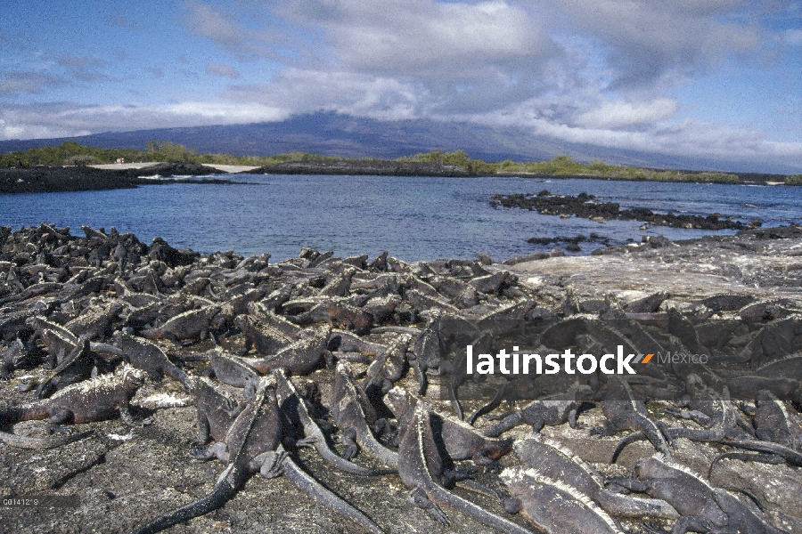 Marino Colonia densa de Iguana (Amblyrhynchus cristatus) asoleándose sobre lava, Punta Espinosa, Isl