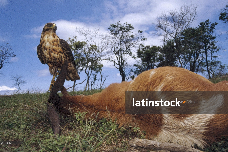 Halcón de Galápagos (Buteo galapagoensis) barrido de cabra muerta, volcán Alcedo, Isla Isabel, Islas