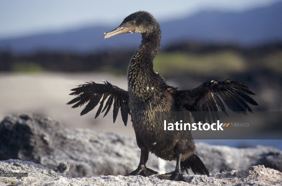 Flightless Cormorant (Phalacrocorax harrisi) secado atrofiado las alas, Punta Espinosa, Fernandina i
