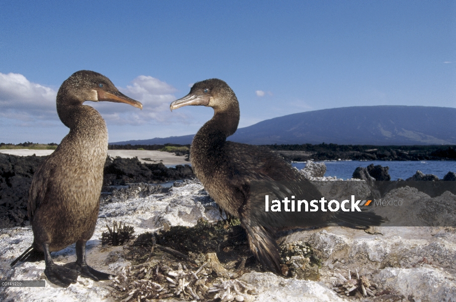 Par de cormoranes (Phalacrocorax harrisi) en el nido forrado con erizos de mar, Punta Espinosa, Isla