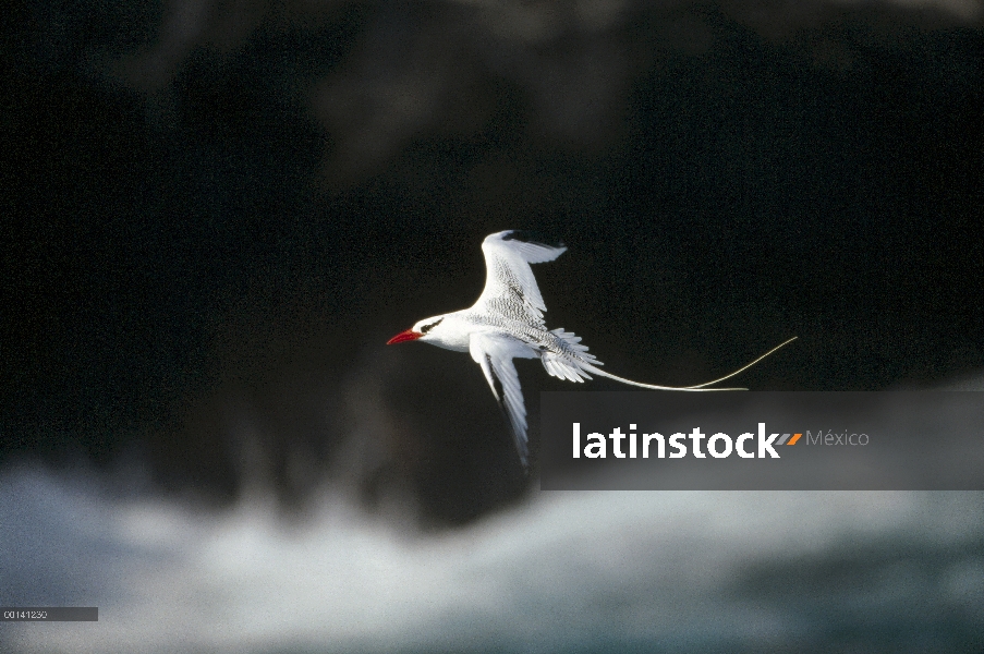 Rojo Piquirrojo (Phaethon aethereus) acercándose a la cavidad de anidación-acantilado, Punta Cevallo