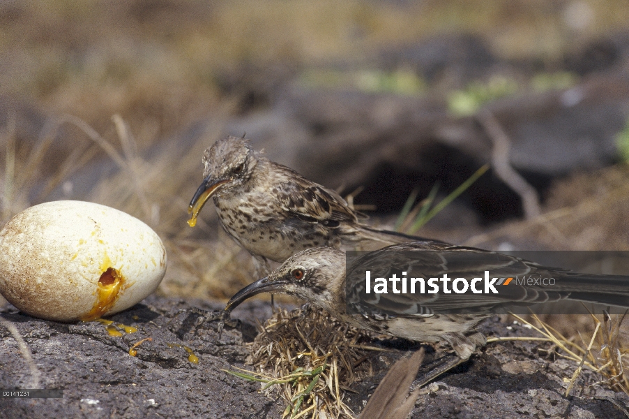 Campana de Mockingbird (Nesomimus macdonaldi) alimentándose de abandonado huevo de Albatros, Punta C