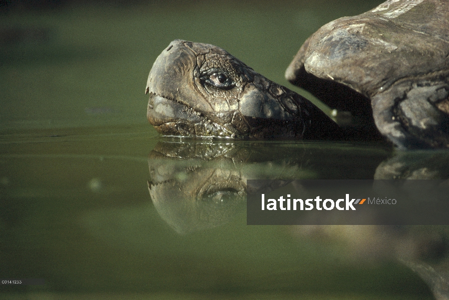 Gran macho de tortuga gigante de Galápagos (Chelonoidis nigra) revolcándose en la piscina de la lluv