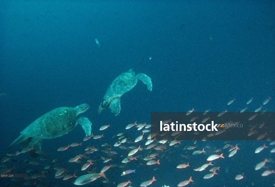 Tortuga verde (Chelonia mydas) par subacuática, natación con la escuela de la criolla pescados, Isla