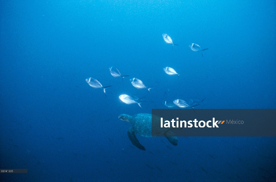 Mar la tortuga verde (Chelonia mydas) con acero Pompanos (Trachinotus stilbe) frotando en su cáscara