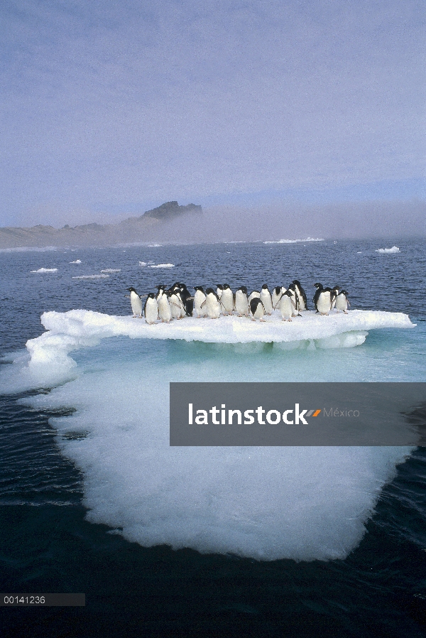 Grupo del pingüino de Adelia (Pygoscelis adeliae) apiñamiento en la fusión verano témpano de hielo, 