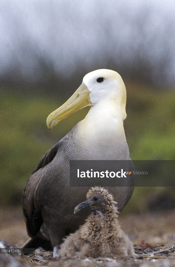 Saludó a padre de albatros de (Galápagos Phoebastria irrorata) guardar chick, Punta Cevallos, isla e